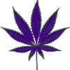 chronic2016